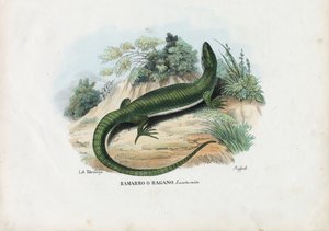 ヨーロッパの緑のトカゲ、1863-79 作： Raimundo Petraroja